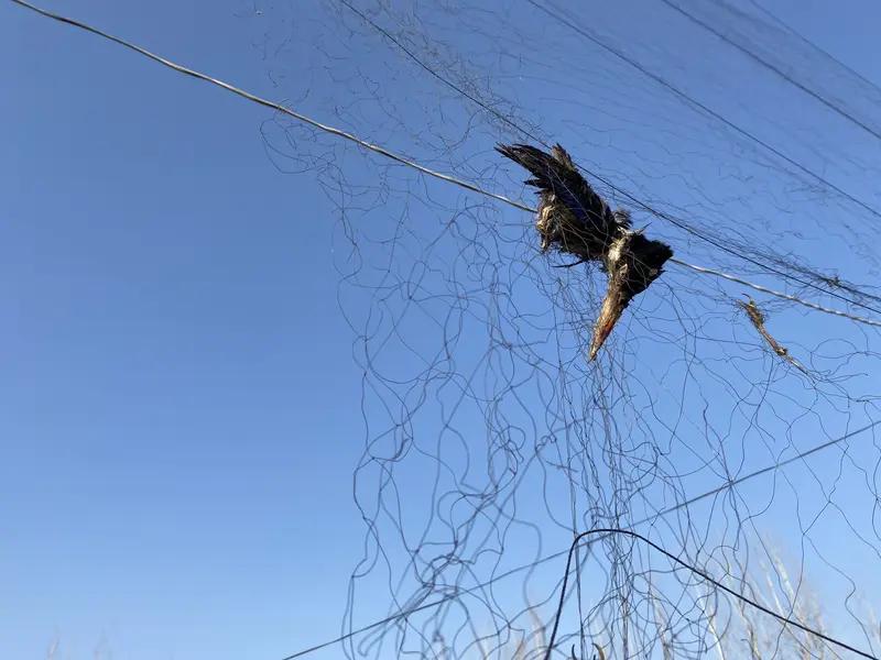 多人在禁猎区非法捕鸟被判刑，这真是大快人心！鸟类可是生态环境的“晴雨表”，对生态