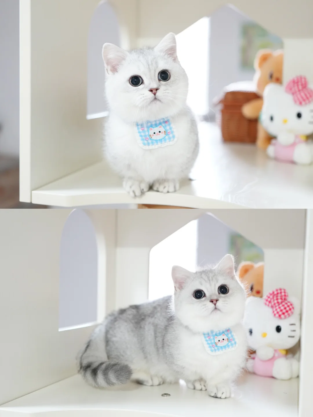 爱贴贴的蹭蹭怪 银渐层曼基康矮脚猫