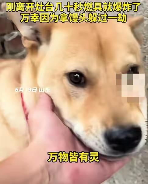 真的印证了那句老话：万物皆有灵，养狗真的能护主！山东这位小伙这次算是被家里大黄狗