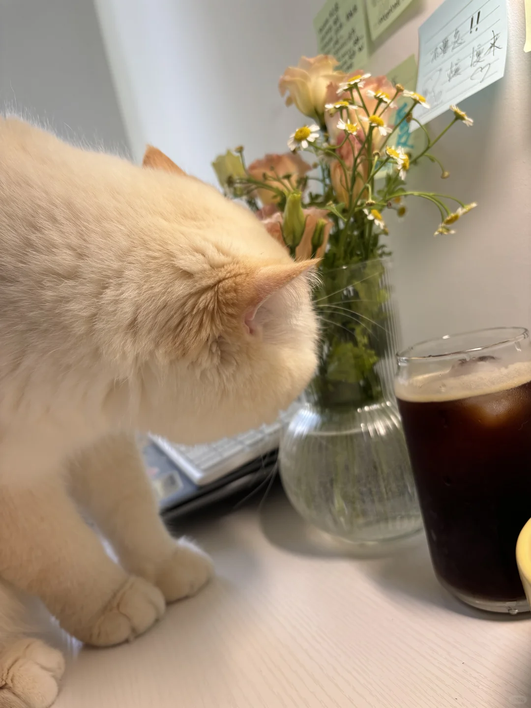 感受一下我的猫有多壮