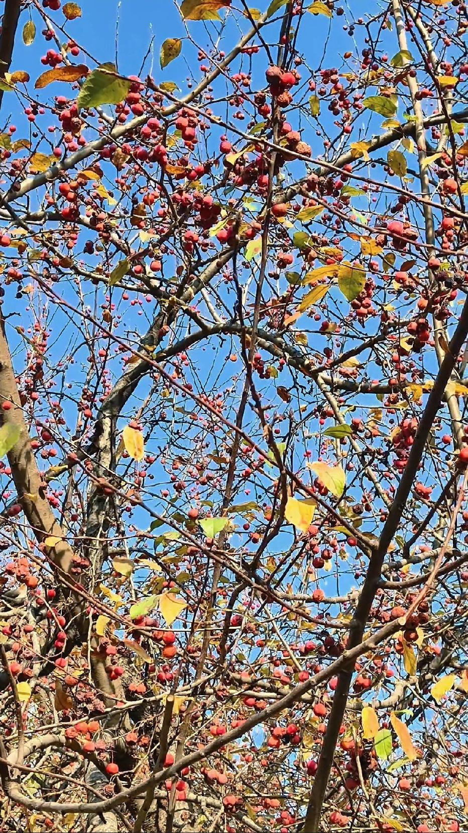 一张图证明秋天来了公园里红红的果实挂满了树，最美的秋天，谁知道是什么果？