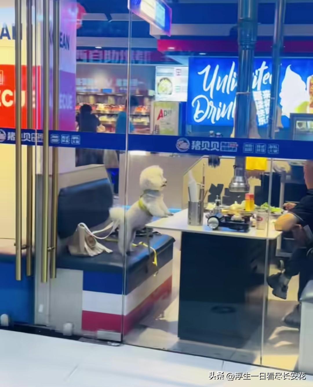 又是狗上桌，又是网友们一顿举报投诉，这次轮到猪贝贝这家店了！不难发现，上桌的永远