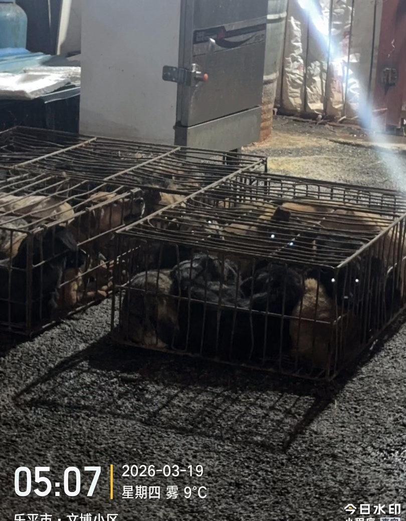 【实名曝光！本地竟有40多家狗肉馆公然营业！】
经过长期实地核查与整理，我已统计