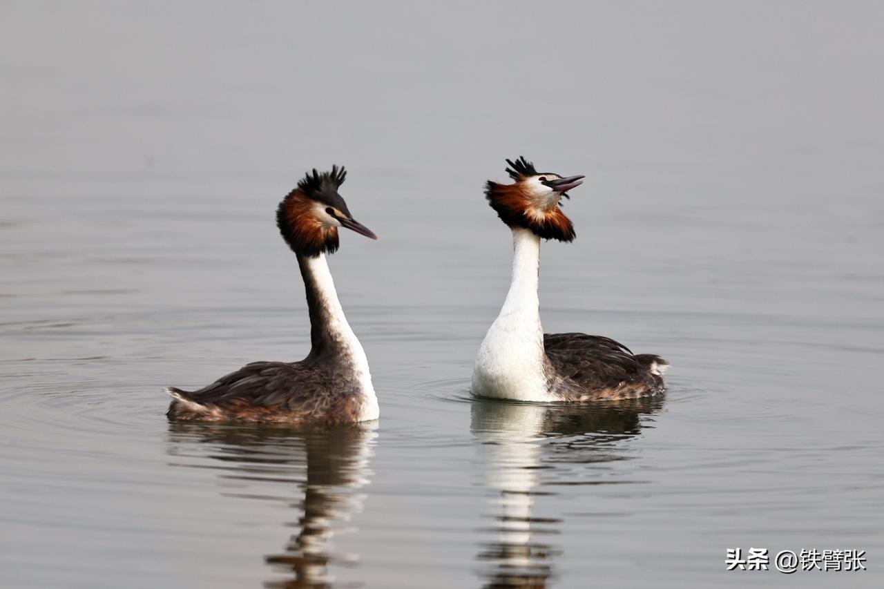 热恋中的凤头鸊鷉（拍摄于衡水湖）