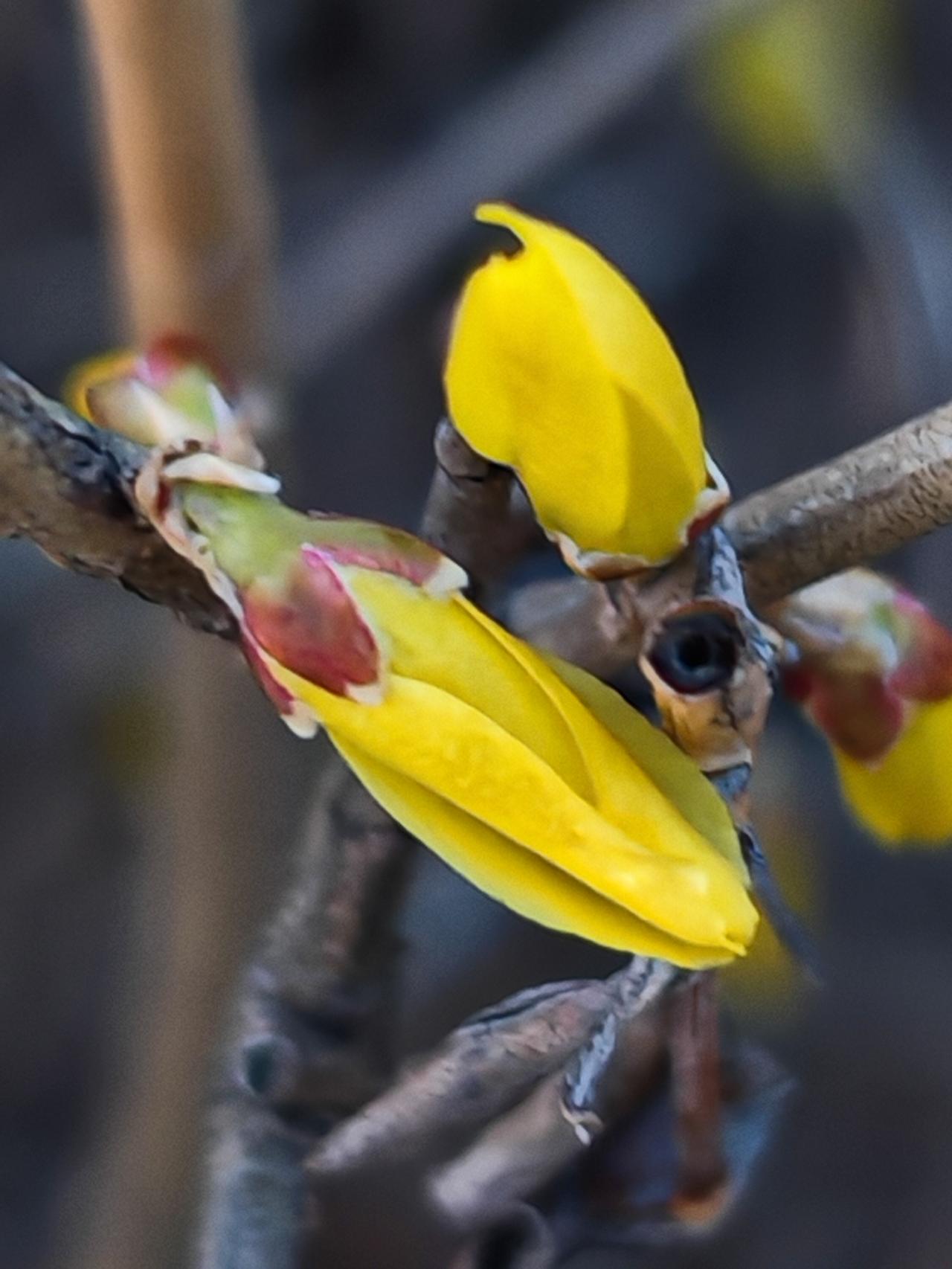 与痛风斗争的历程218
 
   今早醒来，浑身关节都很安稳，没有丝毫不适与痛感
