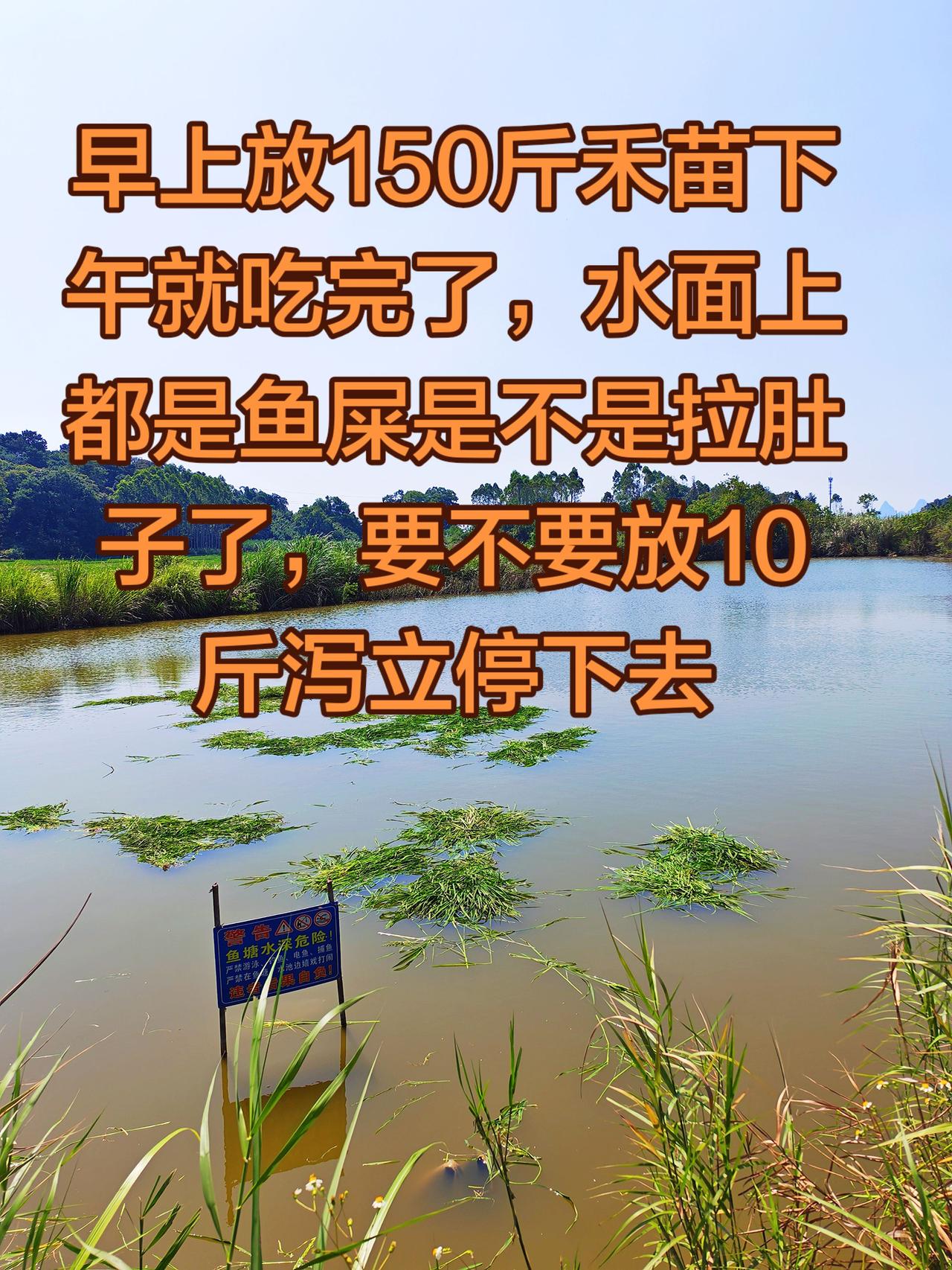 这个情况怎么办好阿，这鱼是不是中毒了养鱼养鱼日记 草鱼 农村生活