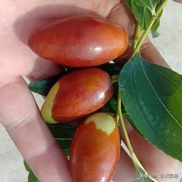 小时候老家有爷爷奶奶。姑姑那时候还没有嫁人，姑姑照顾着妹妹，老家四口人。
我跟父