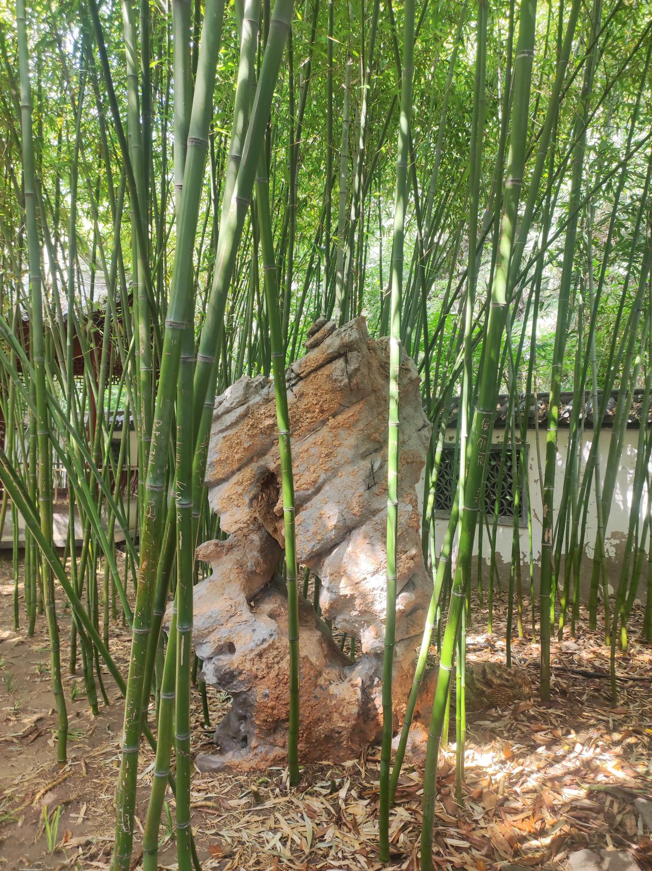 竹林寻幽
今日38°高温，梦溪园里有竹林，想去看看。连续的高温天气，连竹子也吃不