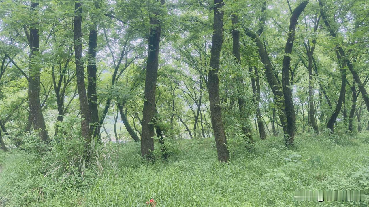 绿野仙踪