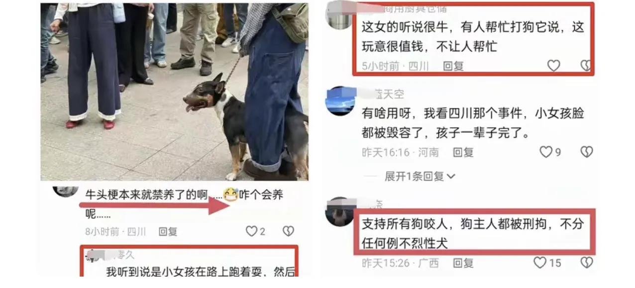 划重点来了

仁寿的“牛头梗”狗主人并非本地人，而是眉山人，因眉山不让养烈犬就把
