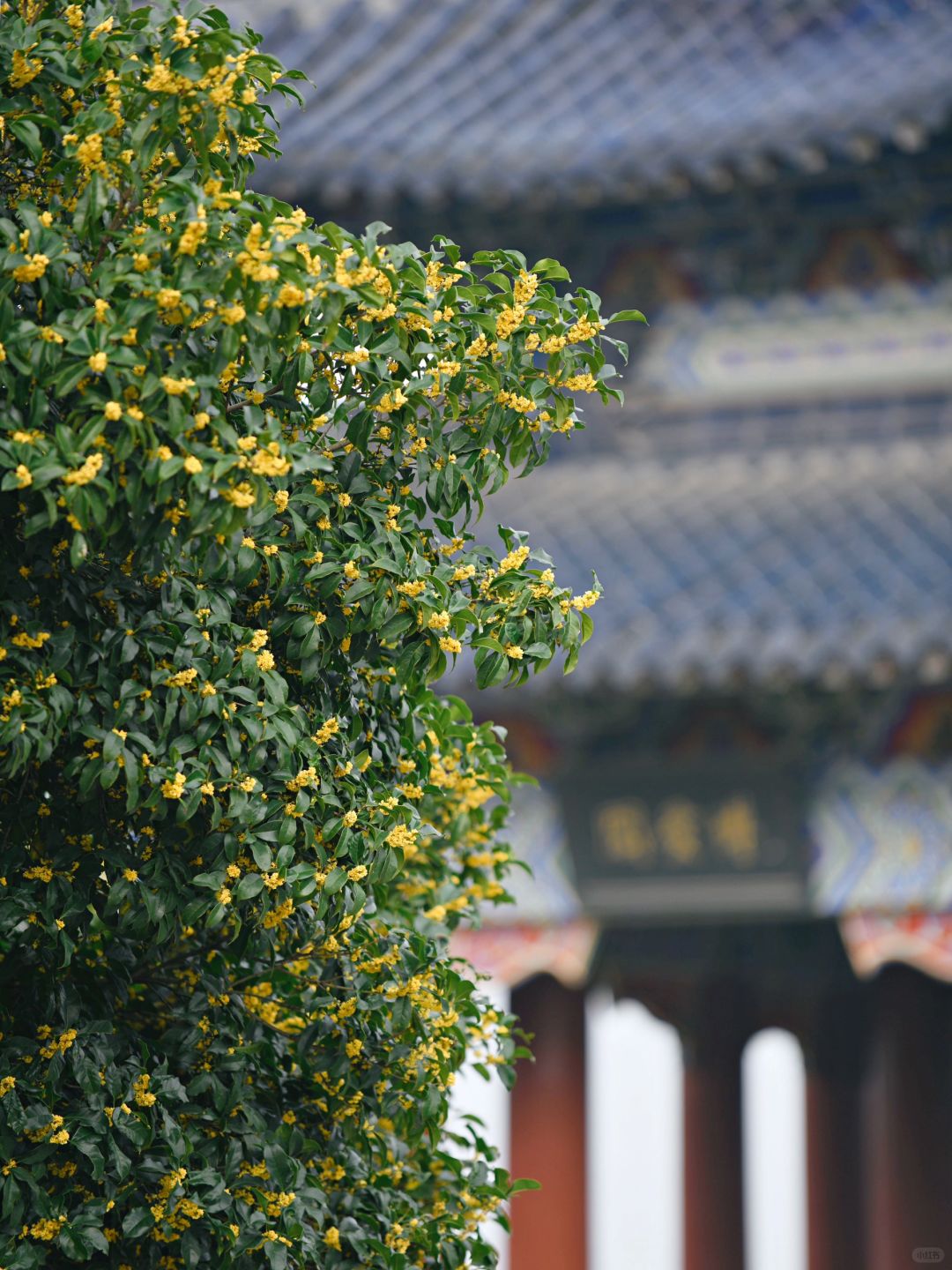 南京｜明孝陵的桂花全开了，梅花山变成了香山