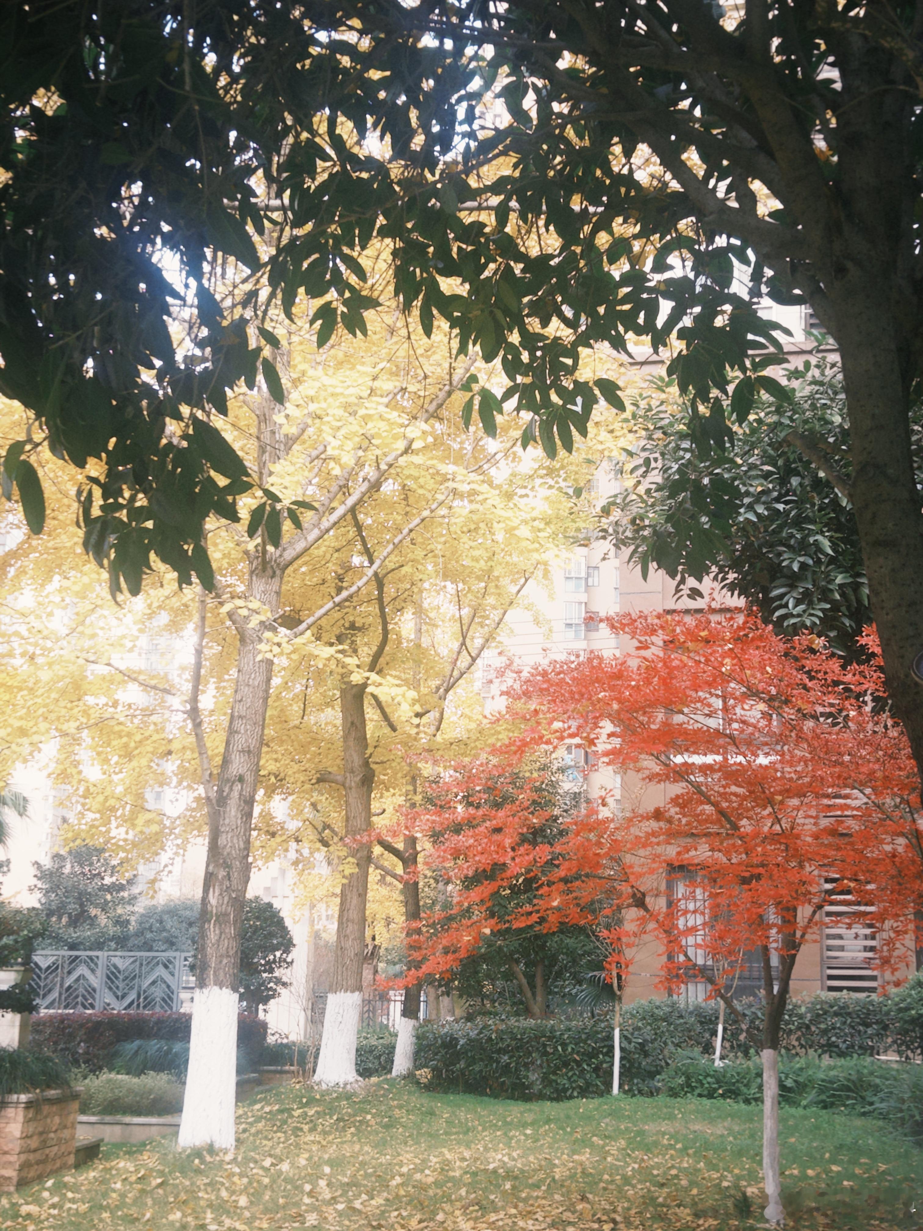 生活手记 谁来救救我！今天这运气真的绝了！接豪弟放学的路上！想着时间还早！绕到学