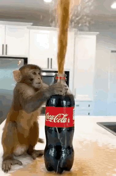 猴子拿可乐把房间弄的一团糟，要是主人看到这一幕会如何呢，太调皮了。