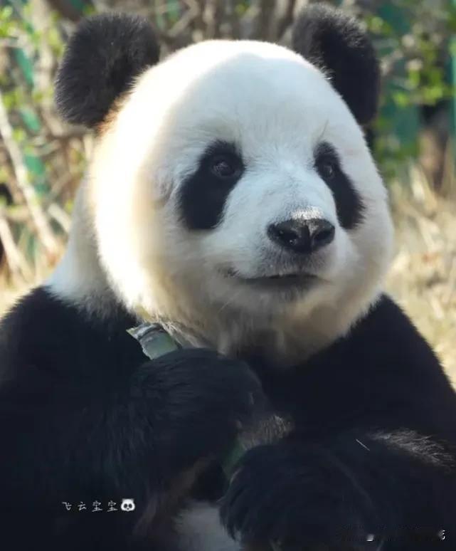 眼睛疲劳吗，快来欣赏飞云大美女，保你眼前一亮，瞬间精神抖擞！[赞][大笑]
  