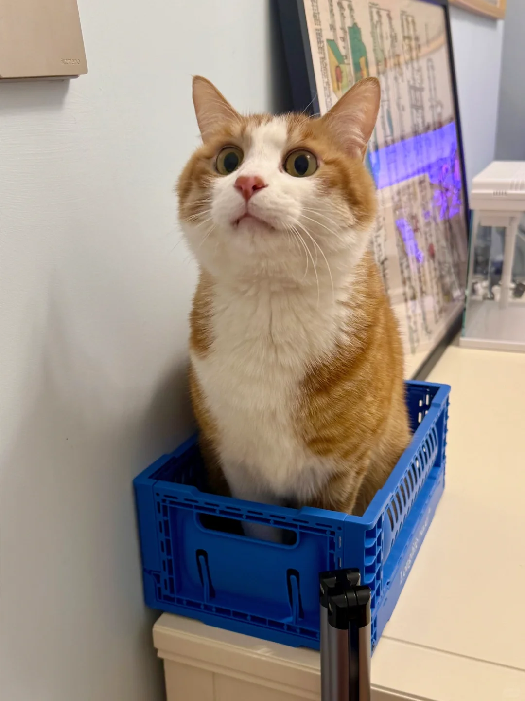 买框送了只猫给我，长的还挺面善的