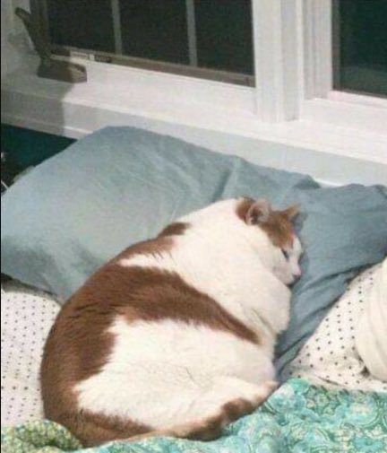 一位没钱吃夜宵的贫困猫士，[流泪]只能悲惨的睡去~