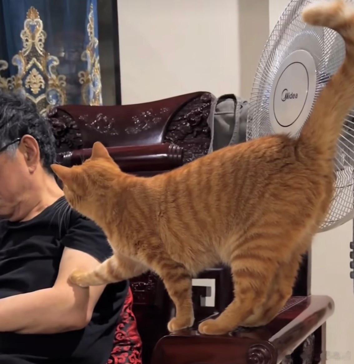 冷人养热猫 热人养冷猫🐱：感觉今天冷冷的，原来是被冷暴力了啊，你看我一眼啊！就