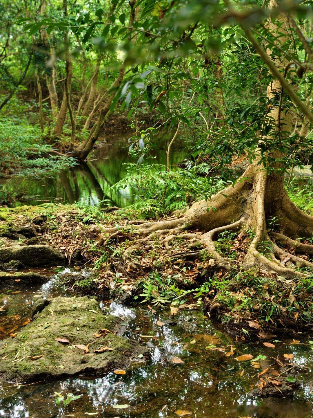 colorwalk超出片的 走进广西崇左的伏那秘境，我才明白什么叫被绿色完整包裹