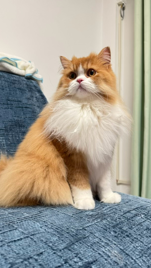 每日萌宠打卡萌宠时刻保持端庄的小猫 