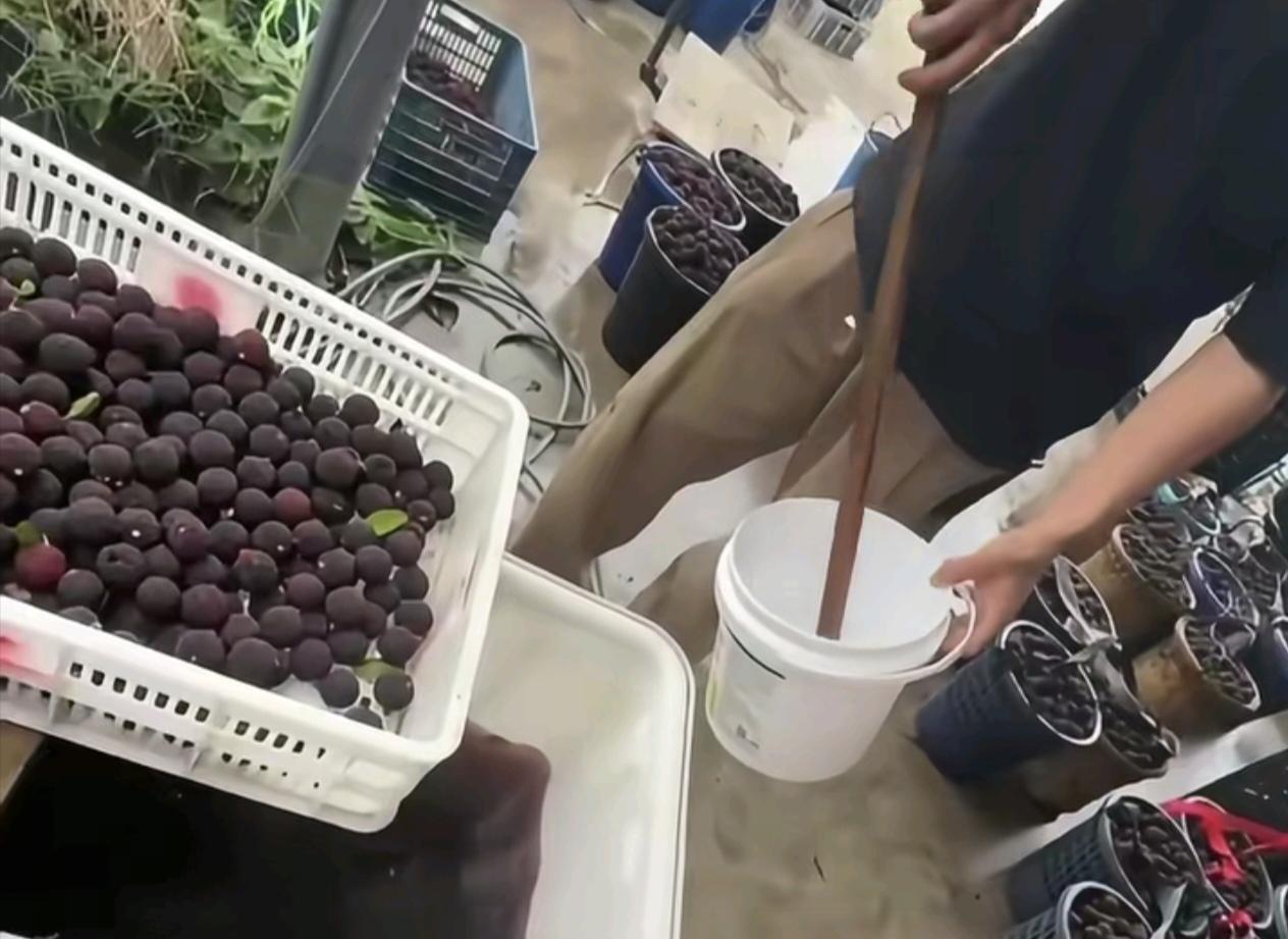 漳州杨梅肯定能挺过这段艰难时间，只要重罚涉事人员，建立更加完善的检测制度，打消消