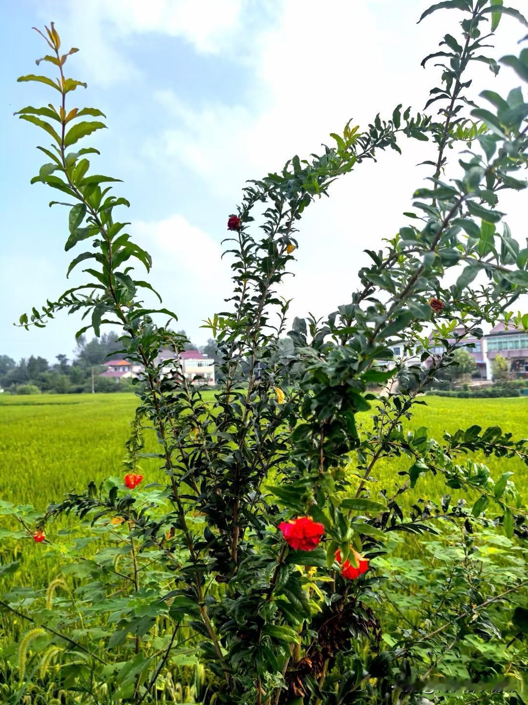 春天就像个神奇的画师，随手一挥，世界就变得五彩斑斓，处处都是希望的模样。
前几天