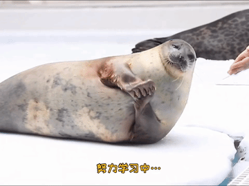 易烊千玺满头彩带退场易烊千玺一直觉得很像海豹🦭鼓掌一对比更像了哈哈哈哈哈 
