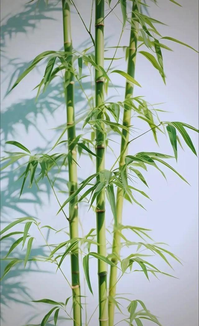 为何美国禁止种竹子，中国反而大量种植？

最近几年，美国多个州明确对散生竹采取严