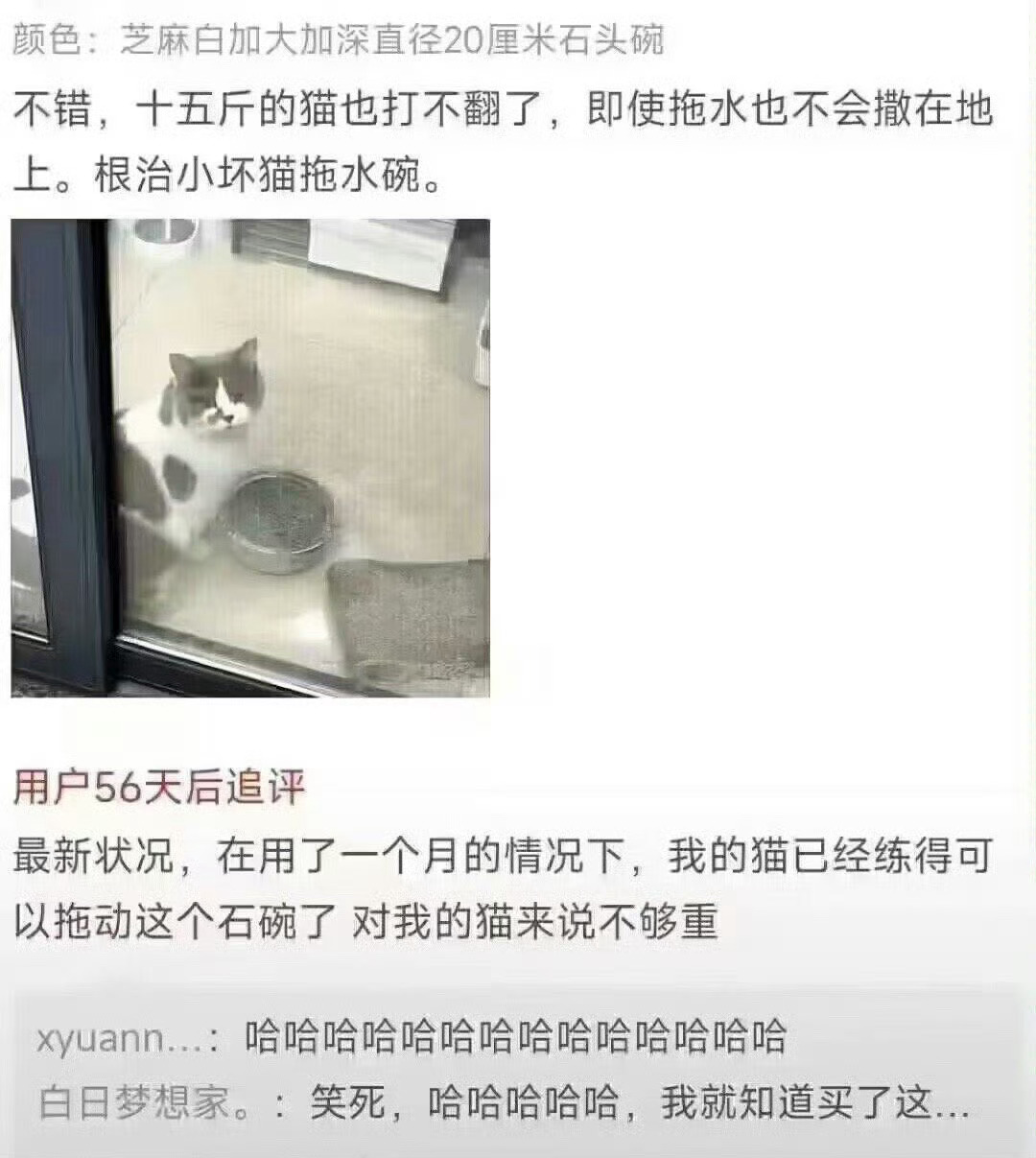 猫：你对我的力量一无所知 ​ ​​​