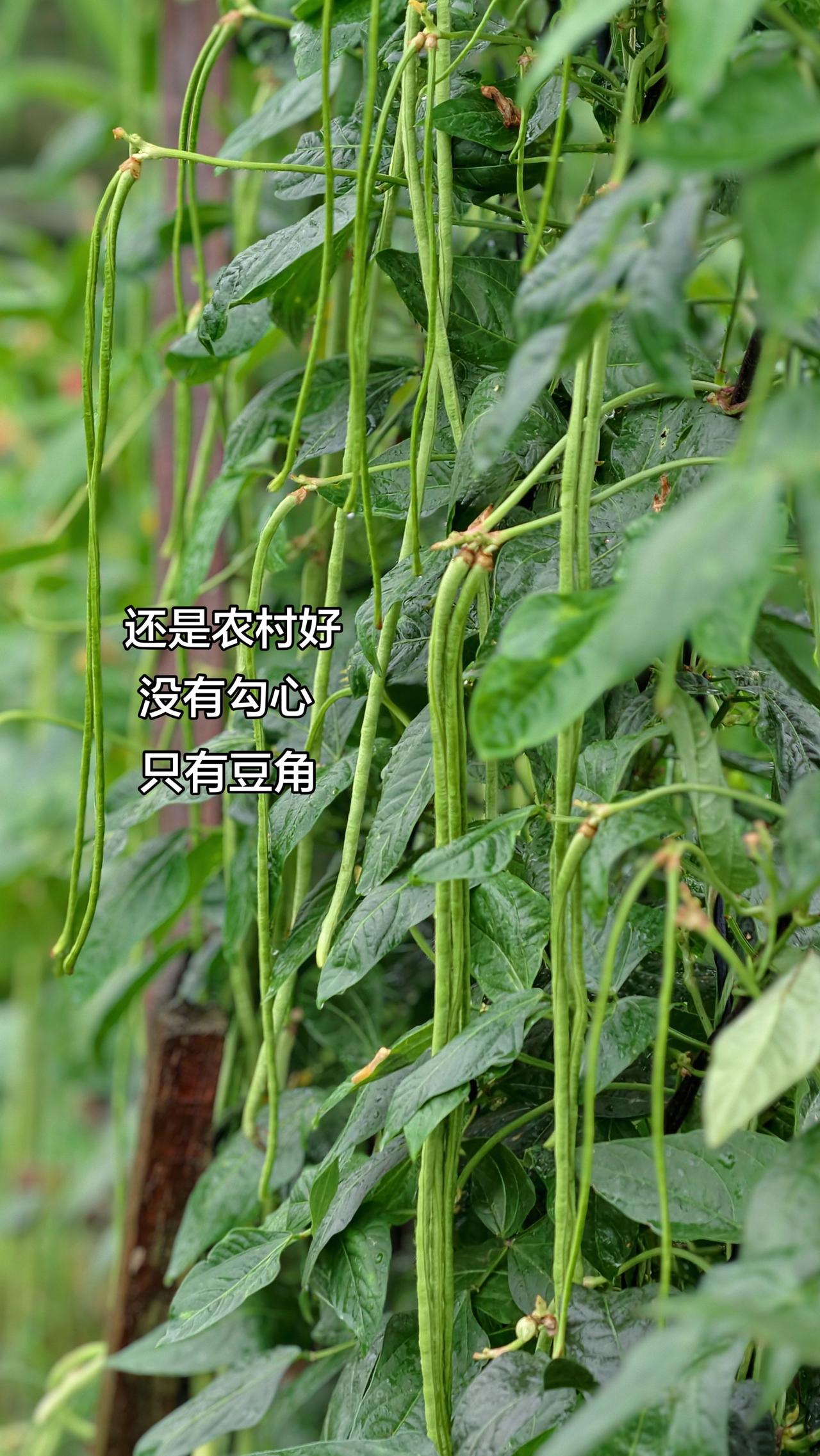 还是农村好，没有勾心，只有豆角😂