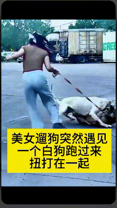 哎呀妈呀，小姐姐出门遛狗好好的，突然窜过来一只白狗。
明明拴着牵引绳，还是挣脱主