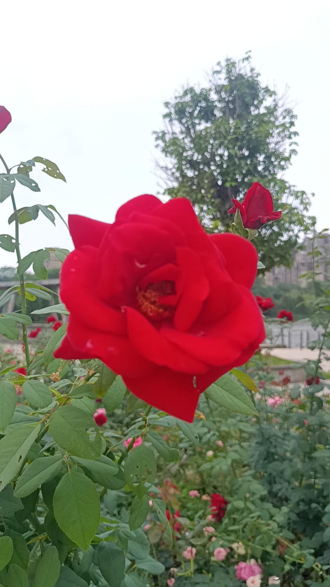 分享一张你拍的花，什么花都行