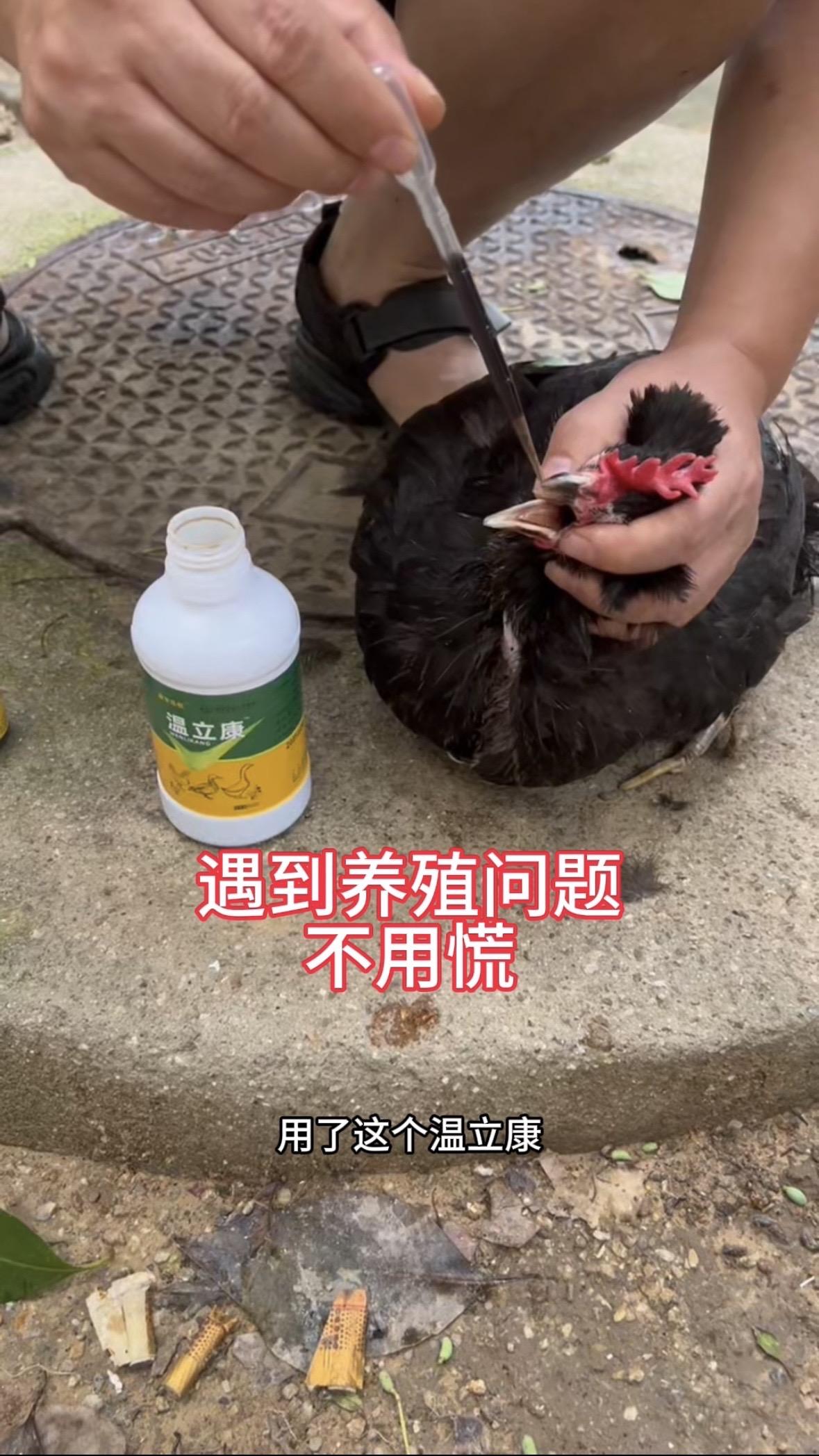养殖温立康，全年都健康养殖
