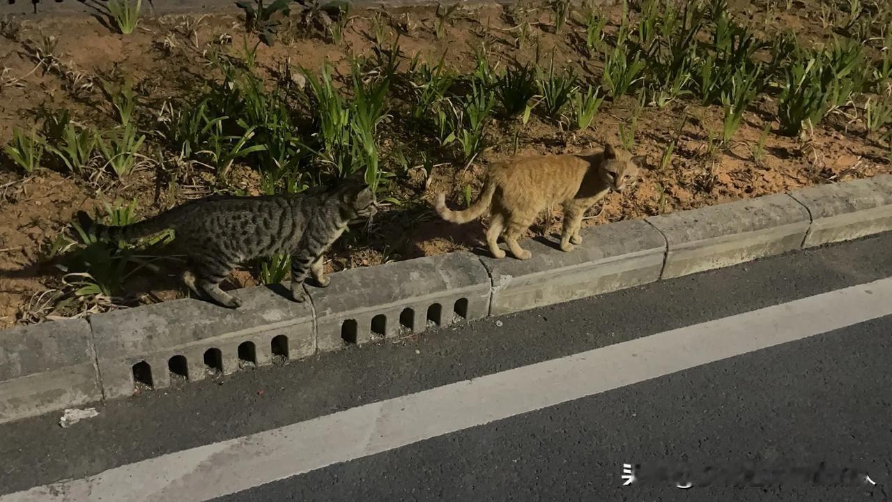 找了半天，结果猫还是在家里。

上海的一名女子，带着宠物猫去办公室，结果发现猫不