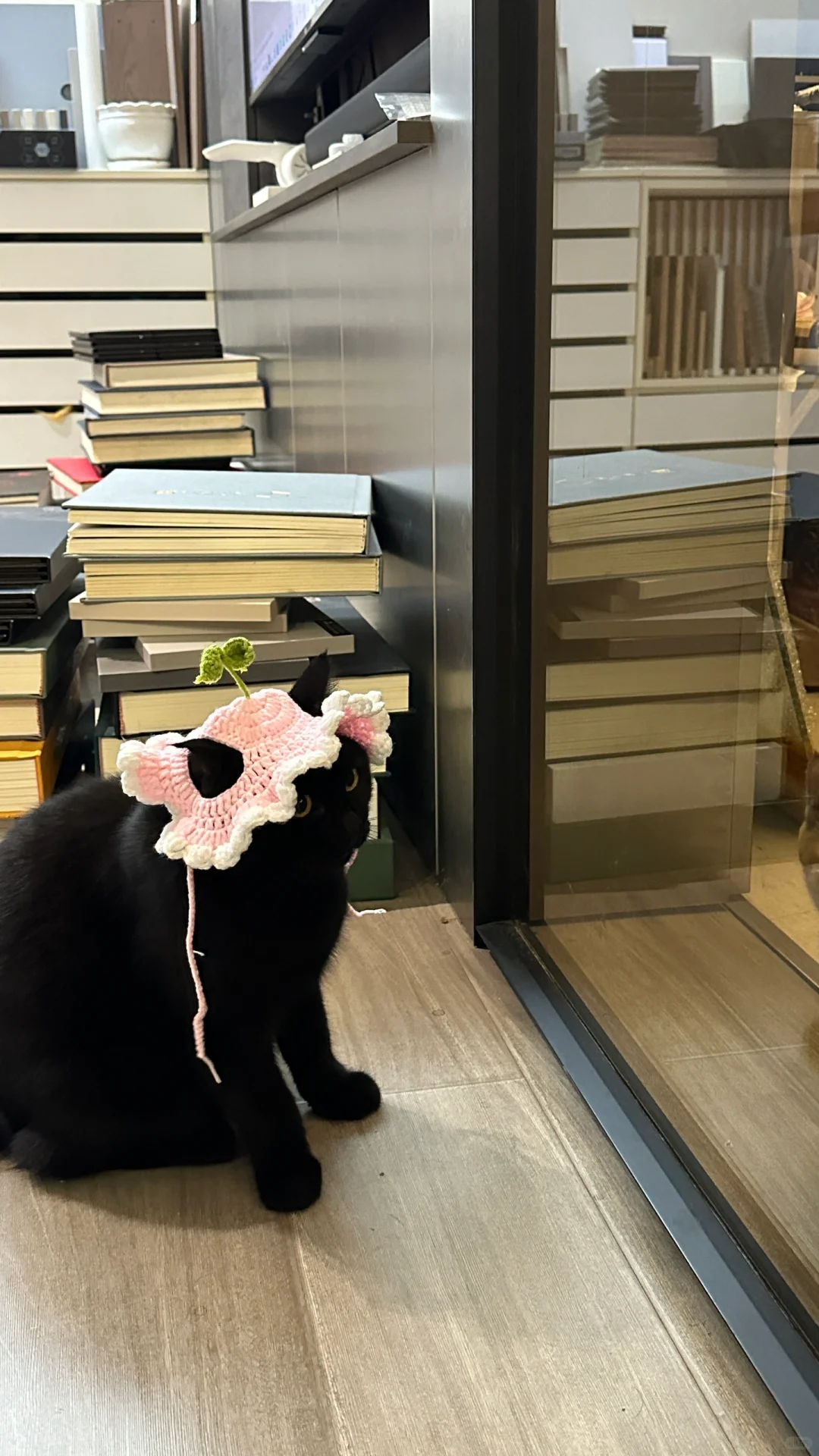 加班顺便撸会猫