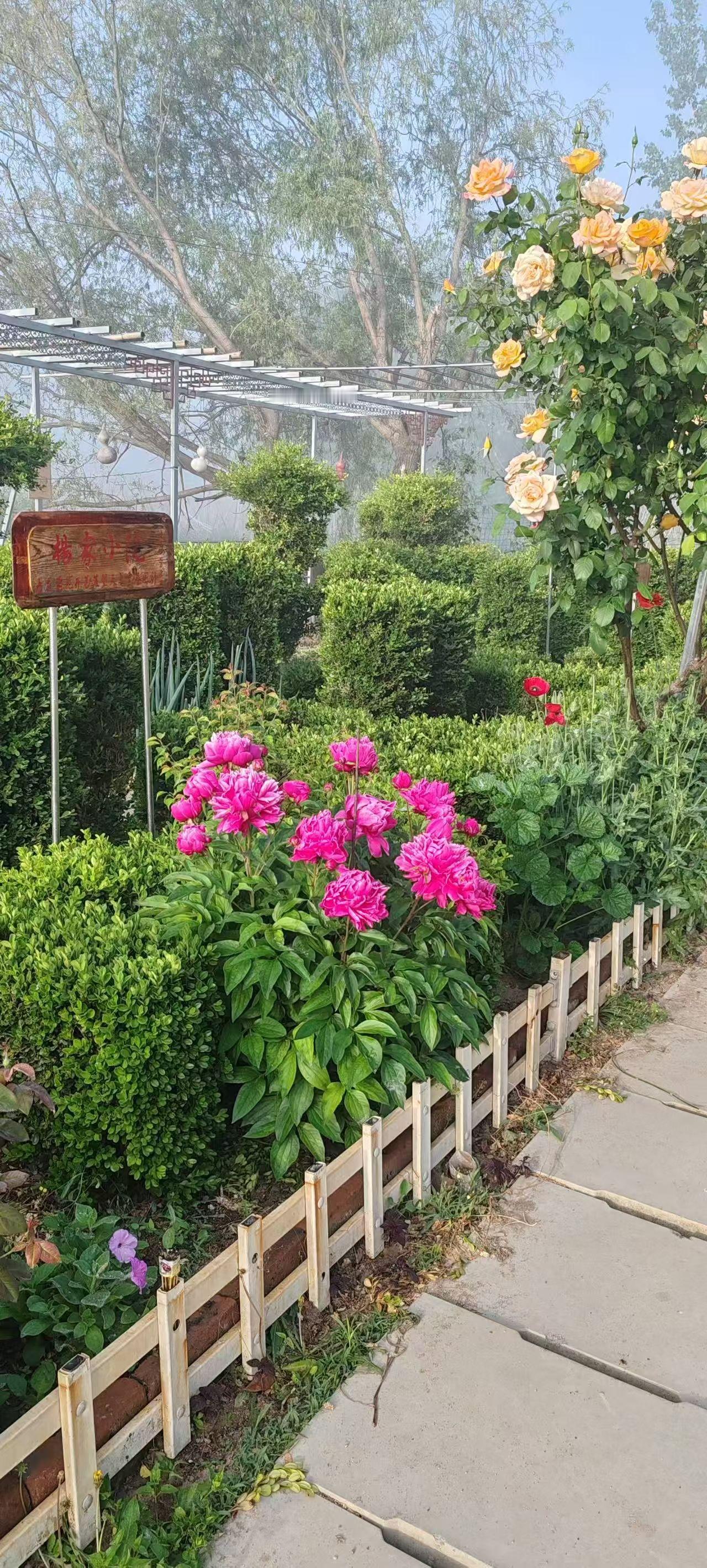 老家乡村美育馆的鲜花时节……