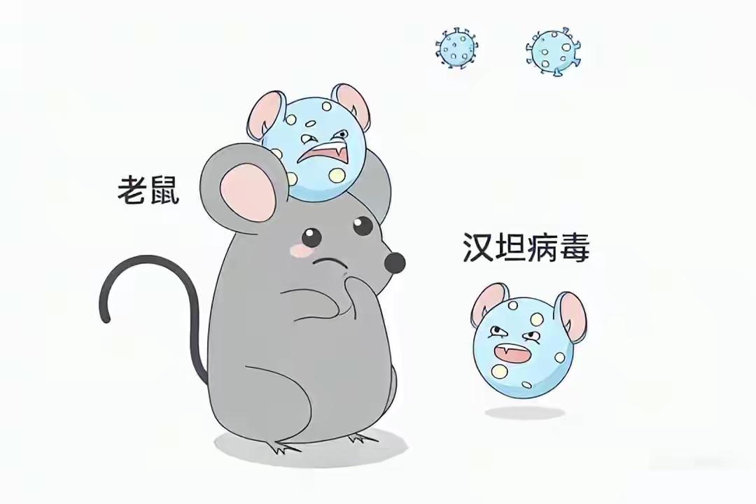 别慌！一文读懂汉坦病毒：居家防护全攻略
 
春夏季气温回升、湿度增大，老鼠活动愈