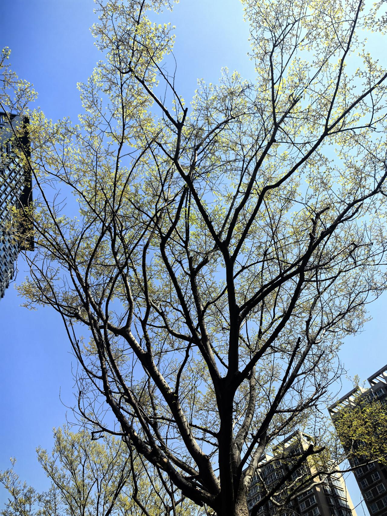 春日生活打卡季满树嫩嫩的嫩芽芽，刚探出一点点，甚是可爱！养眼，心旷神怡！