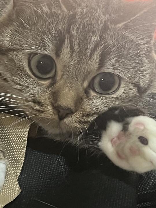 你好！认识一下，我是小猫