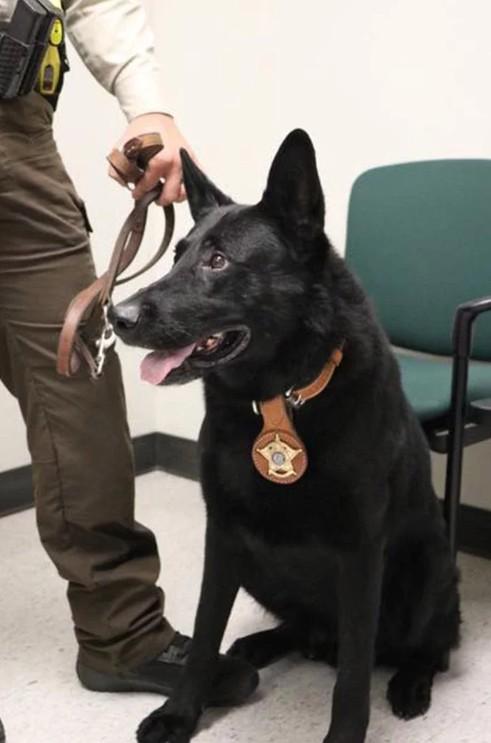 努力工作的警犬通常执勤四到七年就会退休，接着被领养过着美好的退休生活。根据Peo