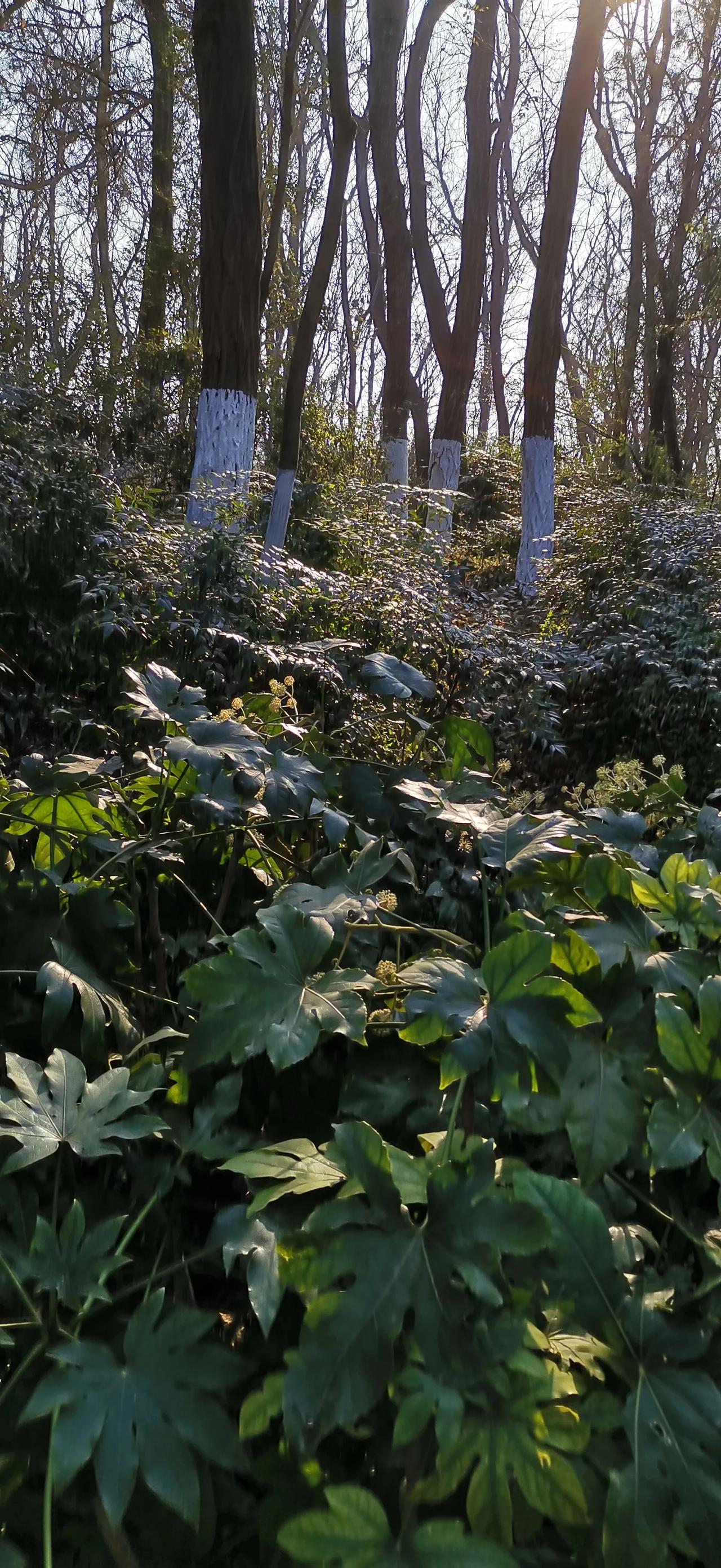 随手拍风景照