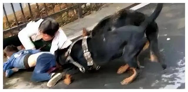 这孩子毁了！4岁男童耳朵被恶狗撕咬下！面部可能会毁容，身上多处有撕咬的痕迹！ 到