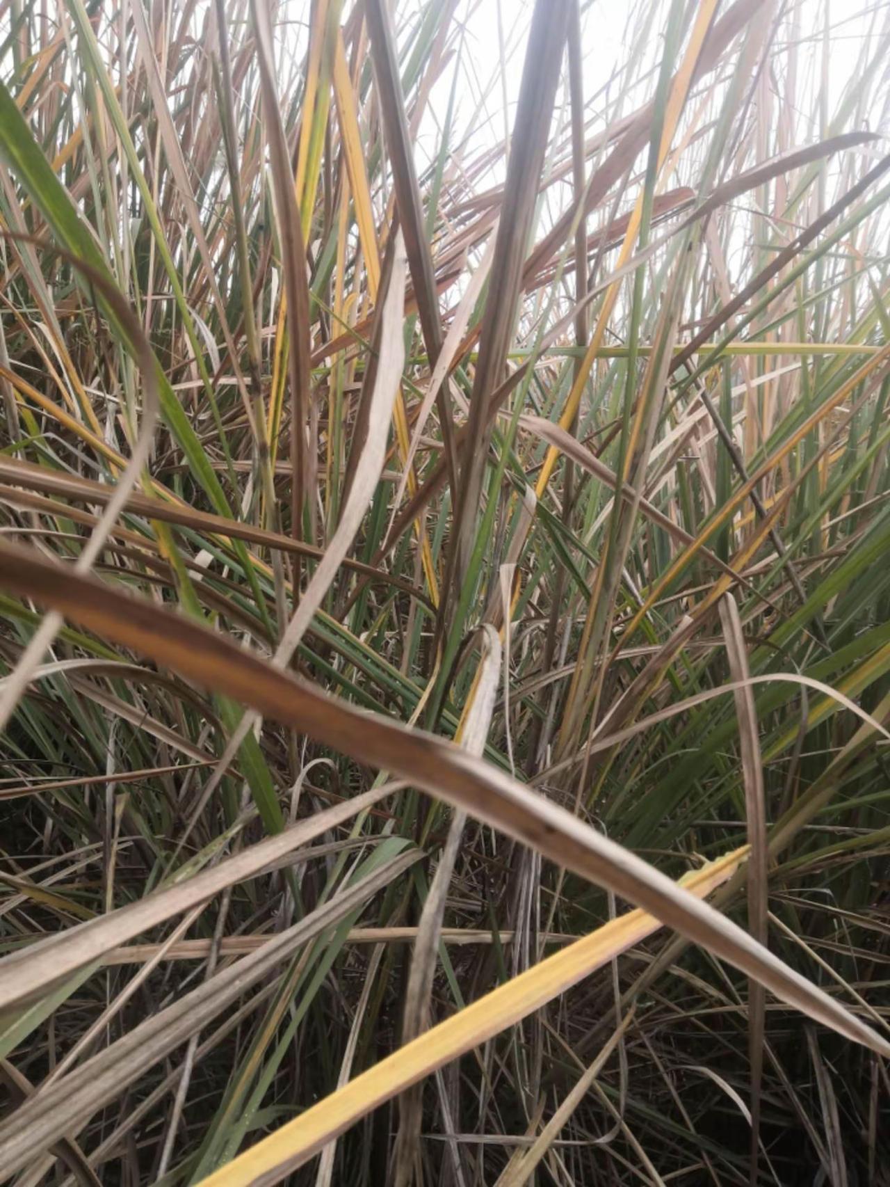 小草的传说，山村小草也是有生命的，请不要随地踏跳践踏日常生活 农村生活日常