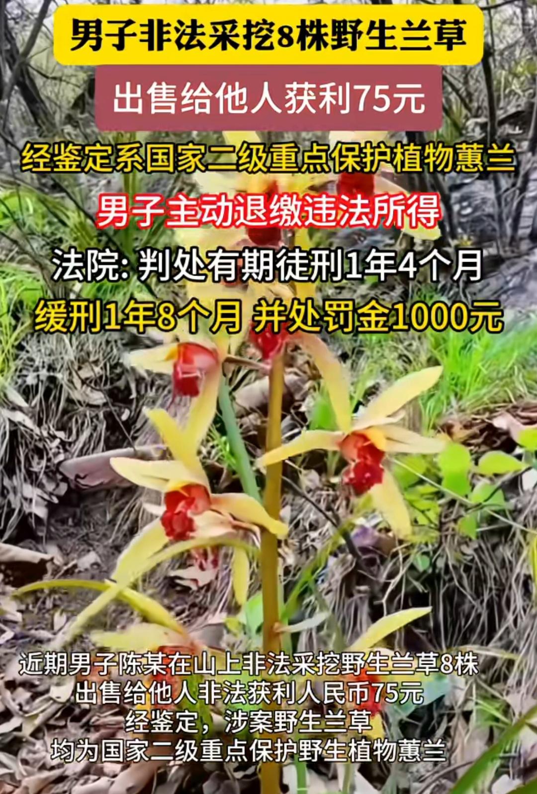 河南一男子上山挖了8株野生兰草卖给别人75元，经鉴定是二级保护植物，被判刑1年4