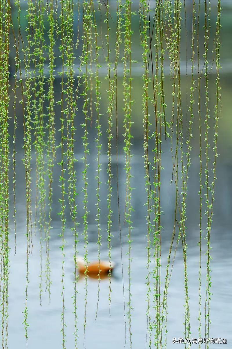 春日生活打卡季春天的阳光温柔地洒落大地，微风轻拂着嫩绿的枝叶，花朵竞相绽放，散发