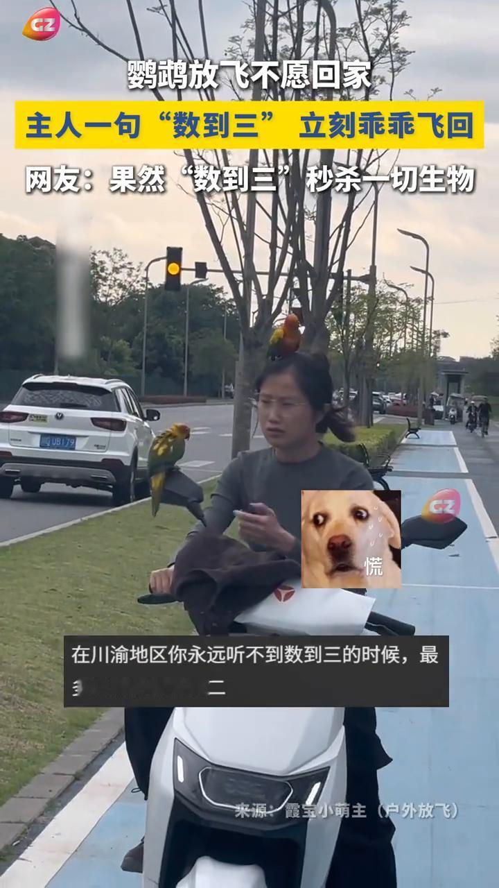鹦鹉放飞不愿回家，主人一句"数到三"立刻乖乖飞回。
来源：霞宝小萌主(户外放飞)
