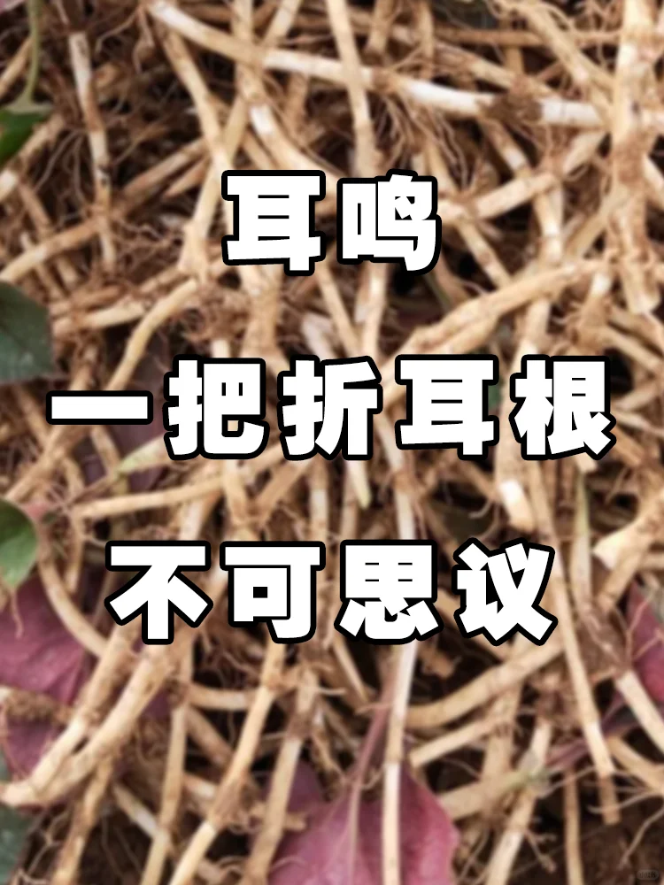 今天，让我们聚焦于一味独特而神奇的“野菜”——折耳根，它还有一个广为人...