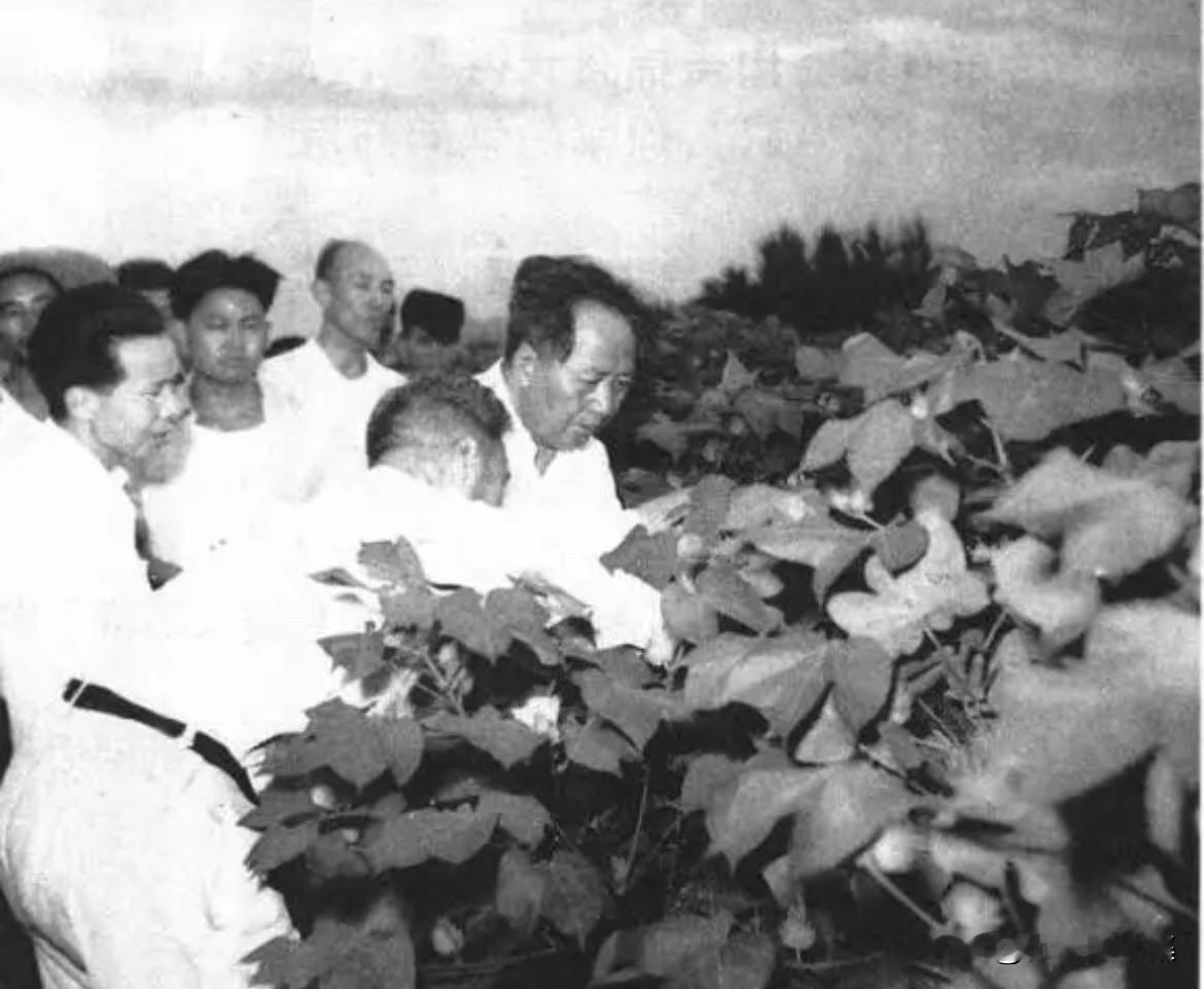 1958年8月9日下午，毛泽东主席在结束对历城县北园农业社的视察后，来到了山东省