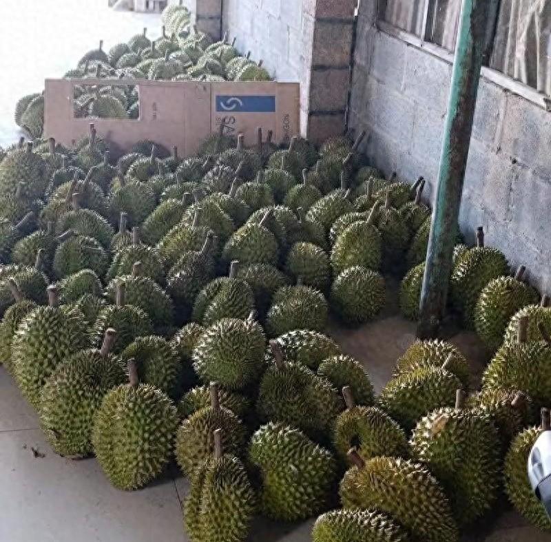 越南榴莲暴跌 74%？怪中国严？其实是自己作的

谁都替越南榴莲喊冤，说对华出口