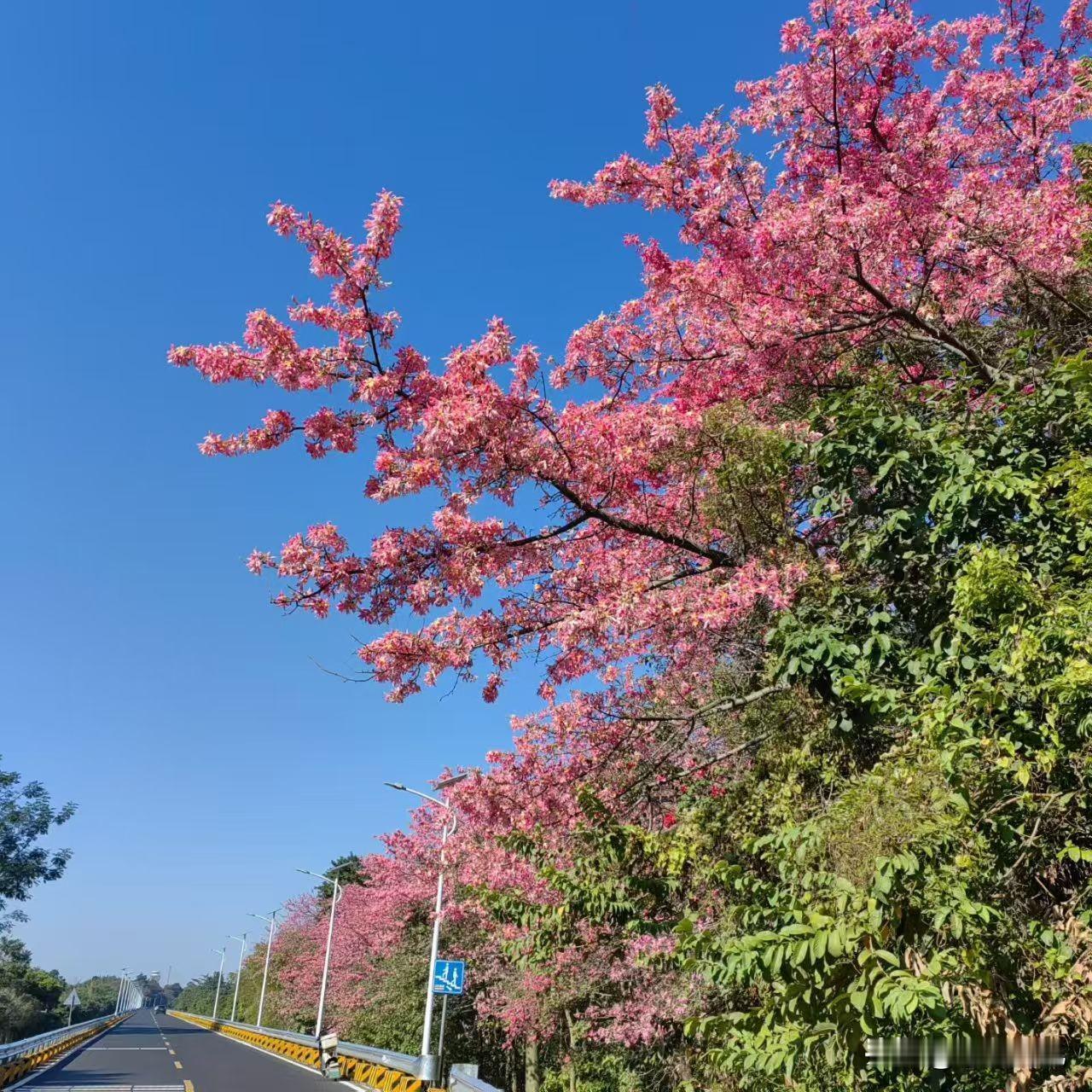 分享一张最近随手拍的照片