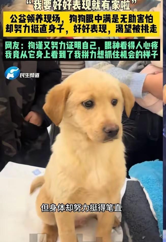 暖心！端庄小狗迎来圆满结局，和双胞胎兄弟一同被善良主人领养
 
端庄小狗的圆满结